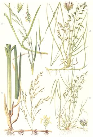 Immagine del venditore per Meadow Grasses; A. Smooth-stalked Meadow Grass (Poa Pratensis). 1. Spikelet; B. Rough-stalked Meadow Grass (Poa trivialis). 1. Spikelet; C. Water Meadow Grass (Gyceria aquatica). 1. Spikelet; D. Floating Sweet Grass (Glyceria fluitans). 1. Spikelet. 2. Single flower venduto da Antiqua Print Gallery