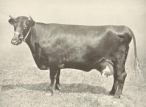 Seller image for Lincolnshire Red Shorthorn Cow - "Burton Quality III" winner of first prize and Female Championship show, 1908 for sale by Antiqua Print Gallery