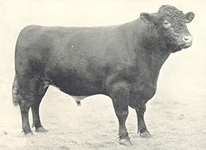 Champion Polled Durham Bull - "Sugar Hill Marshall"