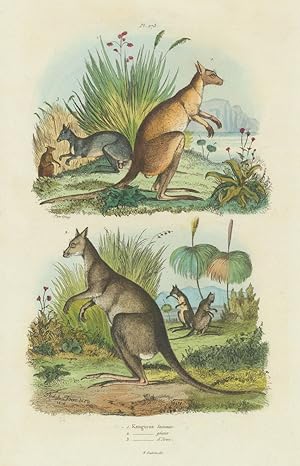 1. Kanguroo Laineux; 2. Kanguroo géant; 3. Kanguroo d'Aroe