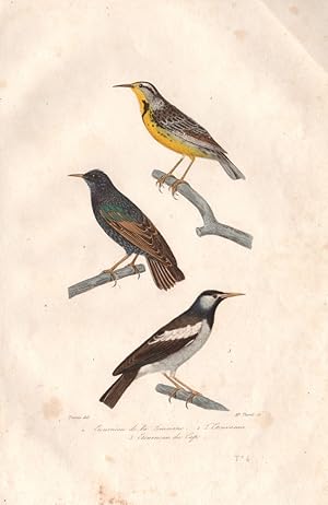 1. Etourneau de la Louisiane; 2. L'Étourneau [Common Starling] ; 3. Etourneau du Cap [Cape Starling]