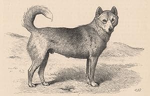 Dingo "Lupus," The property of Mr. W.K. Taunton