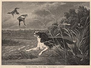 Seller image for Water Spaniel, from The "Sportsman's Cabinet." for sale by Antiqua Print Gallery
