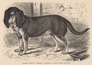 Seller image for Swedish Beagle "Jerker," Property of Mr. Enoch Hutton for sale by Antiqua Print Gallery