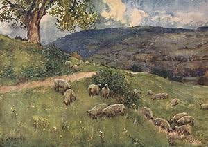 A Cotswold Sheep Pasture