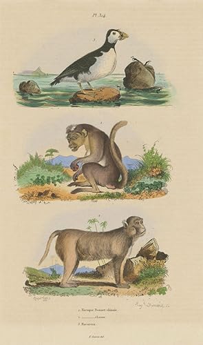 1. Macaque Bonnet Chinois; 2. Macaque rhesus; 3. Macareux