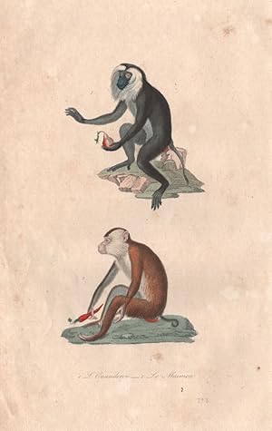 1. L'Ouanderou [Macaque] ; 2. Le Maimon [Mandrill]