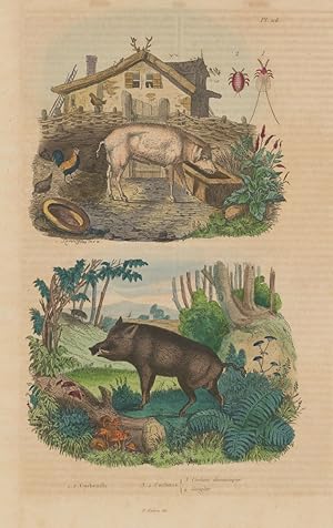 1,2. Cochenille; 3,4. Cochons (3. Cochon Domestique; 4. Sanglier)