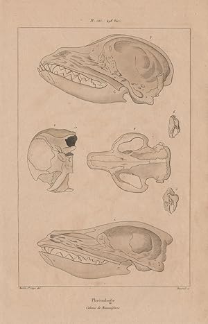 Phrénologie; Crânes de Mammifères