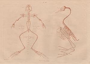 Squelette; 1. d'Oiseau; 2. de Reptile