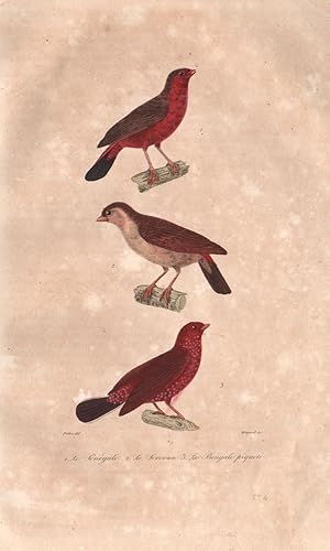 1. Le Sénégali [Western Bluebill] ; 2. Le Serevan; 3. Le Bengali Piqueté [Red Avadavat]