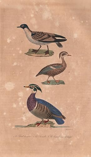 1. Le Petrel Damier [Cape Petrel] ; 2. La Sarcelle [Teal] ; 3. Le Beau Canard Huppé [American Woo...