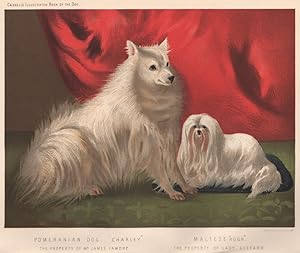 Pomeranian Dog. "Charley." The Property of Mr. James Fawdry; Maltese "Hugh" The Property of Lady ...