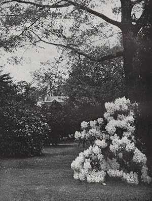 Image du vendeur pour Kew Gardens mis en vente par Antiqua Print Gallery