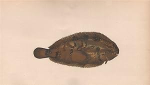 Seller image for Variegated Sole - Thickback. Bastard Sole. Red-Backed Sole; Pleuronectes variegatus, Pleuronectes Mangillii, Solea variegata, Monochirus variegatus, Solea variegata for sale by Antiqua Print Gallery