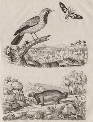 Image du vendeur pour 1. Glaucopide; 2. Glouton; 3. Gobe-Mouche mis en vente par Antiqua Print Gallery