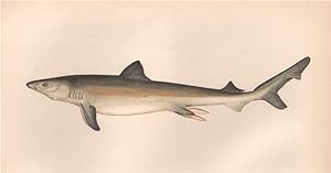 White Shark - Squalus carcharias, Canis carcharias