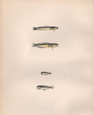 Image du vendeur pour 1. & 2. Mackarel Midge; 3. & 4. Thompson's Midge. (3. Natural size) - Ciliata glauca, Motella glauca, Couchia minor, Couchia glauca mis en vente par Antiqua Print Gallery