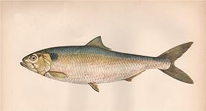 Allis Shad - Scadina. Alewife. Damin Herring; Shad, Clupea alosa, Alosa vulgaris