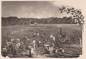 Seller image for Cotton Crop in the South for sale by Antiqua Print Gallery