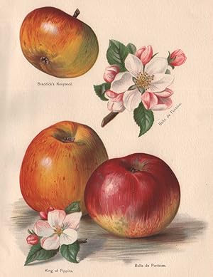 Braddick's Nonpareil; Belle de Pontoise; King of Pippins; Belle de Pontoise