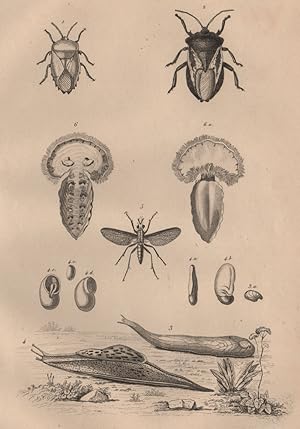 1,2. Tesseratomes; 3. Testacelle; 4. Cryptelle; 5. Tétanocère; 6. Téthys