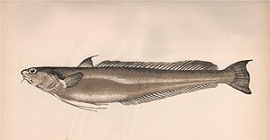 Image du vendeur pour Blennoid Forkbeard - Lesser Hake, Phycis blennoides mis en vente par Antiqua Print Gallery