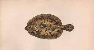 Image du vendeur pour Ekstrom's Topknot - Rhombus cardina, Rhombus norvegicus mis en vente par Antiqua Print Gallery