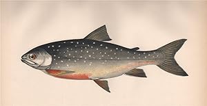 Alpine Char - Salmo alpinus, Salvelinus alpinus