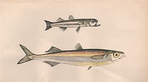 Seller image for 1. Boier's Atherine; 2. Atherine - Smelt. Sand Smelt. In the West of Cornwall, Guid, which signifies white; Atherina, Atherina Presbyter, Atherina Hepsetus, Altherina Presbyter, Atherina Boieri for sale by Antiqua Print Gallery