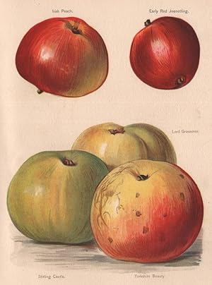 Irish Peach; Early Red Joanetting; Lord Grosvenor; Stirling Castle, Yorkshire Beauty