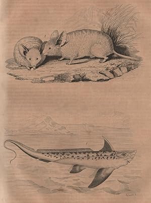 1. Chimère; 2. Chinchilla