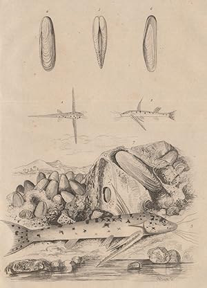 Image du vendeur pour 1.  3. Mochok; 4.  7. Modiole Lithophage mis en vente par Antiqua Print Gallery