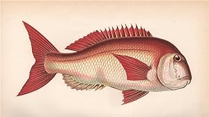 Seller image for Couch's Sea Bream - Couch's Sea Bream, Pagrus orphus, Pogellus Rondeletii for sale by Antiqua Print Gallery
