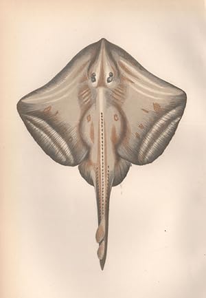 Image du vendeur pour Painted Ray - Small-Eyed Ray; Raia microcellata mis en vente par Antiqua Print Gallery