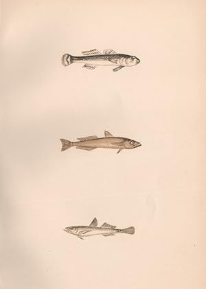 Image du vendeur pour 1. Speckled Goby; 2. Transparent Goby; Slender Goby; 3. Slender Goby - Gobius rhodopterus, Gobius pellucidus, Gobius gracilis, mis en vente par Antiqua Print Gallery