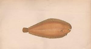 Seller image for Solenette - Little Sole; Solea parva, sive Lingula, Monochirus minutus, Monochirus linguatulus,Solea minuta for sale by Antiqua Print Gallery