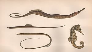 1.Snake Pipefish; 2. Worm Pipefish; 3. Straight-nosed Pipefish; 4. Hippocampus - Syngnathus ophid...