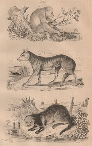 1. Loris; 2. Loup; 3. Loutre