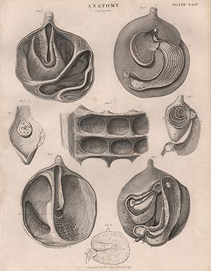 Anatomy; Comparative