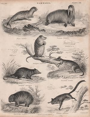 Seller image for Mammalia; 1. Phoca vitulina; 2. Trichecus rosmarus; 3. Didelphis virginiana; 4. Perameles nasutus; 4. a. Cranium of 4; 4. b. Foot of 4; 5. Didelphis cancrivora; 5. a. Teeth of 5; 6. Phascolomys wombat; 7. Petaurus pygmceus for sale by Antiqua Print Gallery