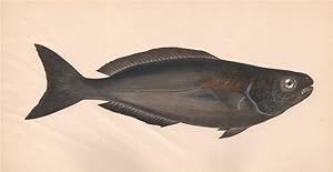 Seller image for Pompilus - Blackfish; Coryphaena pompilus, Centrolophus pompilus, and C. morio, Coryphaena pompile, Coryphaena morio Holocentre noir for sale by Antiqua Print Gallery