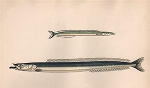 1. Lesser Launce; 2. Larger Launce - Sand Eel.-two species are comprised within the name of Tobia...