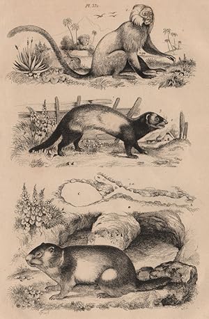 Image du vendeur pour 1. Marikina; 2. Marmotte; 2,a. Son terrier; 3. Marte Putois mis en vente par Antiqua Print Gallery