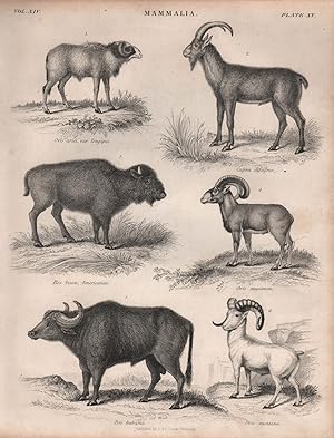 Mammalia; 1. Ovis aries, var. Longipes; 2. Capra agagrus; 3. Bos bison, Americanus; 4. Ovis musim...