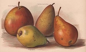 Gansel's Bergamot; Van Mons Leon le Clerc; Portugal Quince; Durondeau