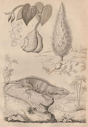 Image du vendeur pour 1,2. If; 3,4. Igname; 5. Iguane mis en vente par Antiqua Print Gallery
