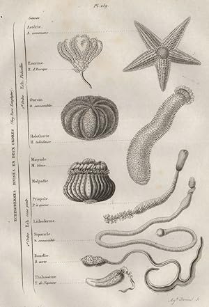 Image du vendeur pour Echinodermes mis en vente par Antiqua Print Gallery