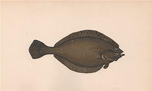 Long Rough Dab - Sandnecker. Long Fleuk. Rough Flounder; Citharus flavus sive asperus, Pleuronect...