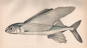 Greater flying fish - Hirundo Plinii, Mugil alatus, Hirundo, Exocaetus exiliens